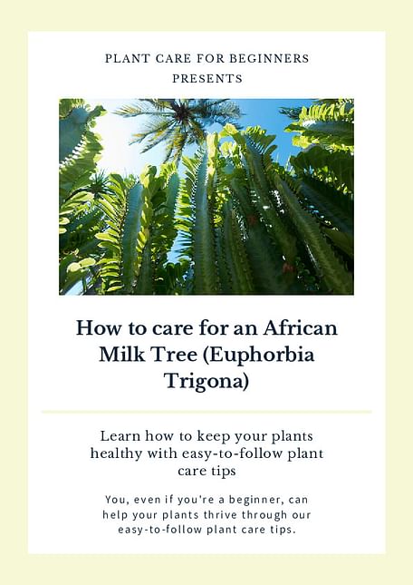 How to care for an African Milk Tree (Euphorbia Trigona)