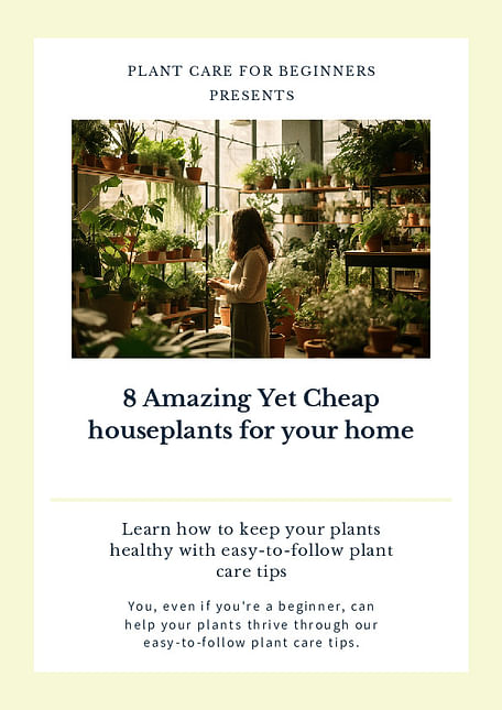 8 Amazing Yet Cheap houseplants for your home
