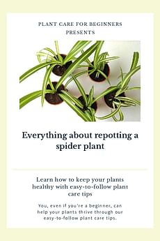 Everything about repotting a spider plant