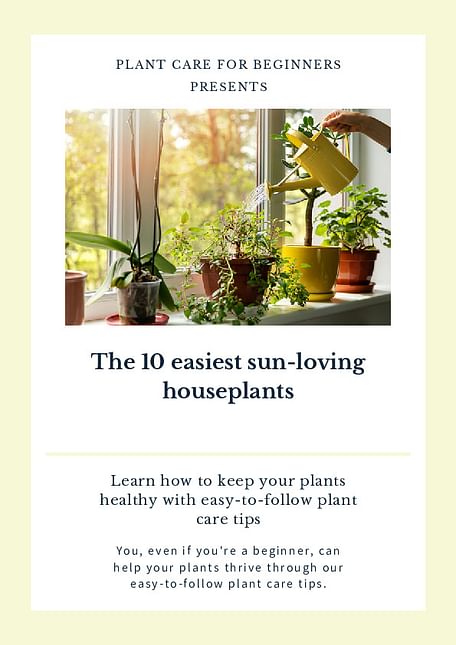 The 10 easiest sun-loving houseplants