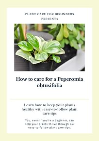 How to care for a Peperomia obtusifolia