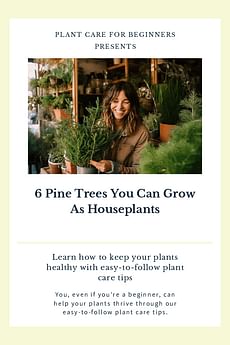 6 Pine Trees You Can Grow As Houseplants
