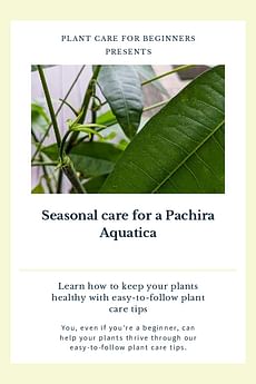 Seasonal care for a Pachira Aquatica
