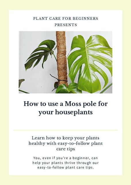 How to use a Moss pole for your houseplants