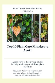 Top 10 Plant Care Mistakes to Avoid