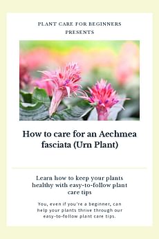 How to care for an Aechmea fasciata (Urn Plant)
