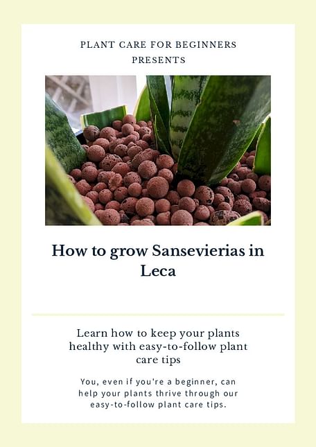How to grow Sansevierias in Leca