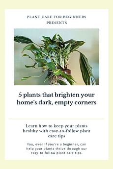 5 plants that brighten your home's dark, empty corners