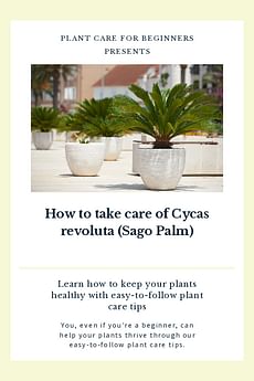How to take care of Cycas revoluta (Sago Palm)