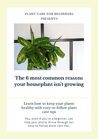 The 6 most common reasons your houseplant isn't growing