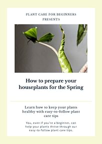 How to prepare your houseplants for the Spring