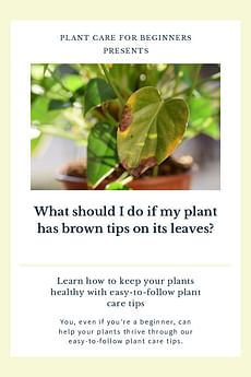 What should I do if my plant has brown tips on its leaves?