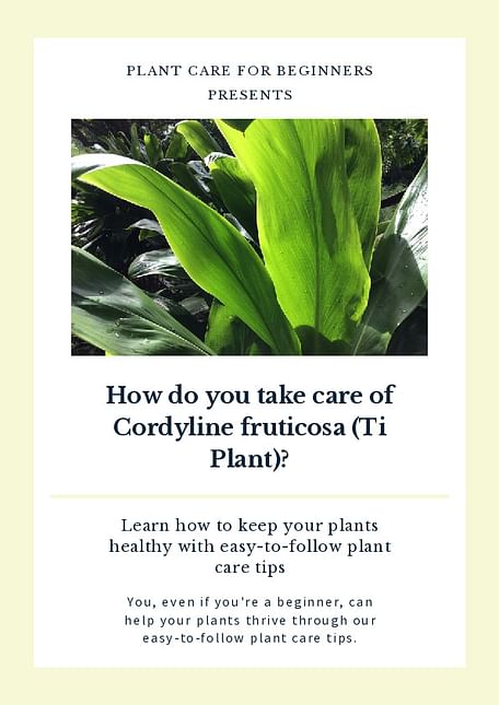 How do you take care of Cordyline fruticosa (Ti Plant)?