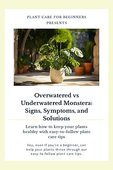Overwatered vs Underwatered Monstera: Signs, Symptoms, and Solutions