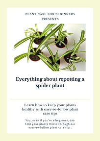 Everything about repotting a spider plant
