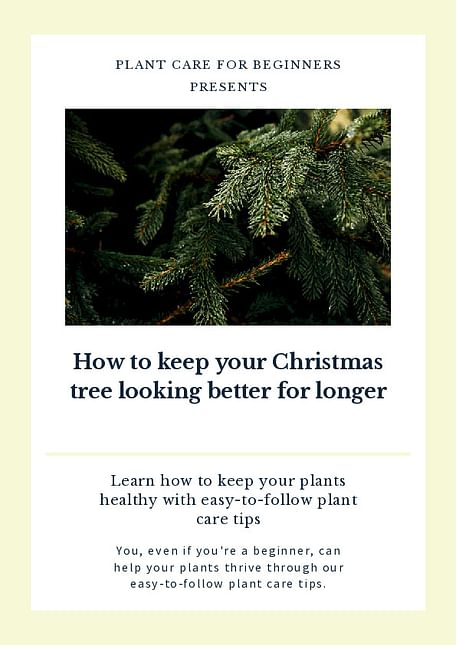 How to keep your Christmas tree looking better for longer