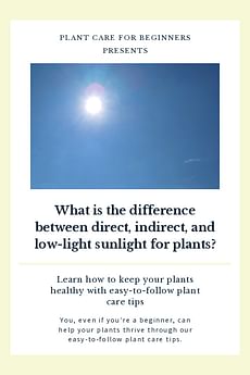 What is the difference between direct, indirect, and low-light sunlight for plants?