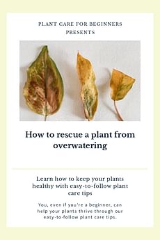 How to rescue a plant from overwatering