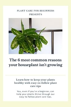 The 6 most common reasons your houseplant isn't growing