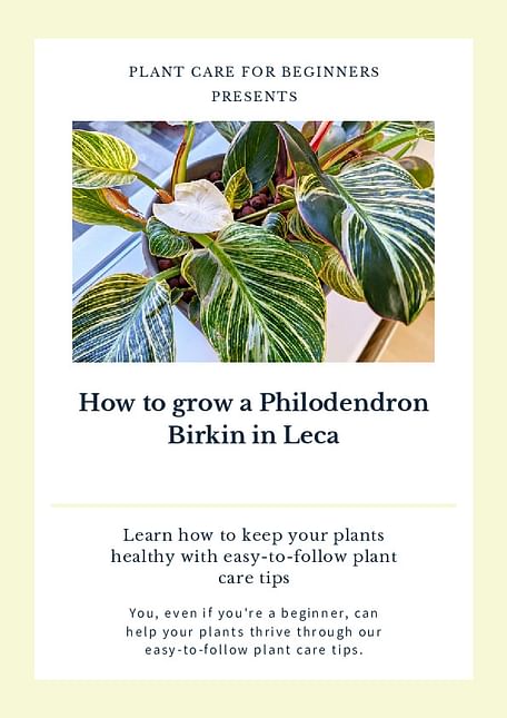 How to grow a Philodendron Birkin in Leca