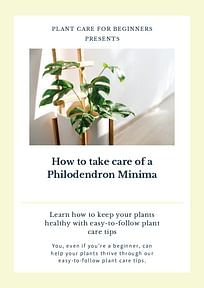 How to take care of a Philodendron Minima
