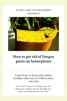 How to get rid of fungus gnats on houseplants