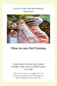 How to care for Crotons