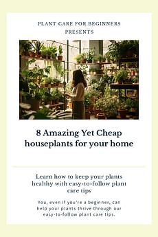 8 Amazing Yet Cheap houseplants for your home