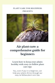 Air plant care: a comprehensive guide for beginners