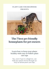 The 7 best pet friendly houseplants for pet owners