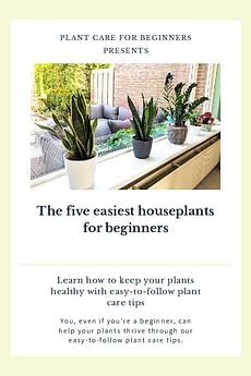 The five easiest houseplants for beginners