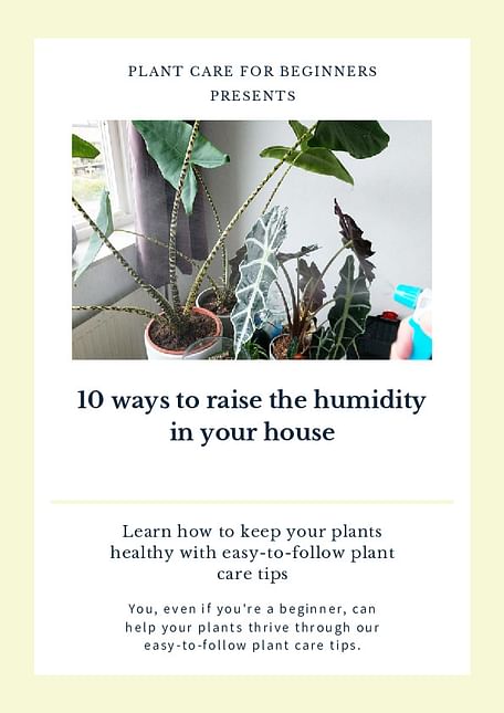 10 ways to raise the humidity in your house