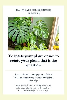 To rotate your plant, or not to rotate your plant, that is the question