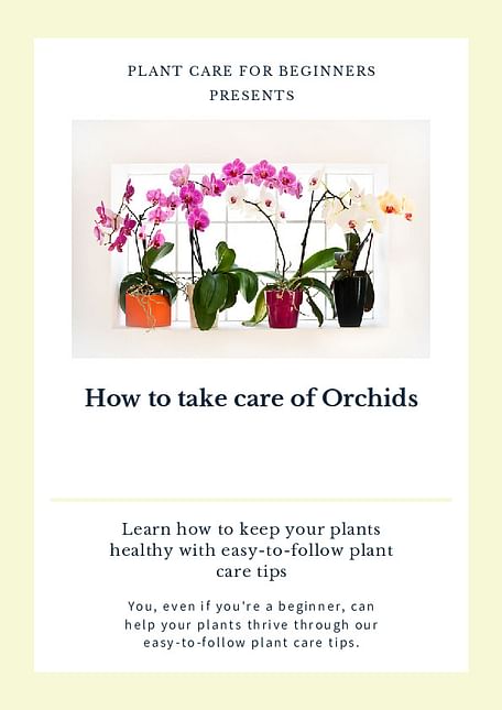 How to take care of Orchids