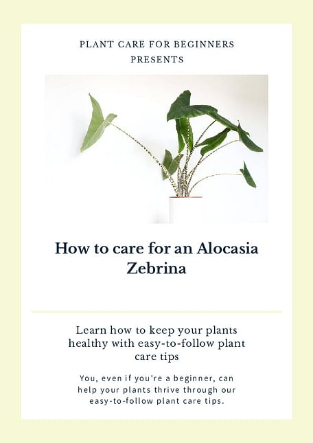 How to care for an Alocasia Zebrina