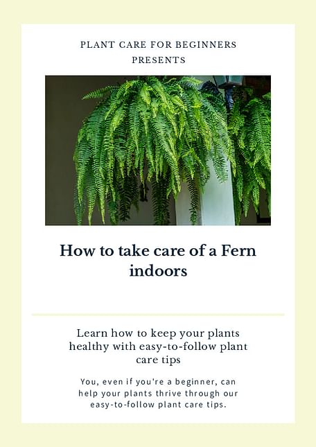 How to take care of a Fern indoors