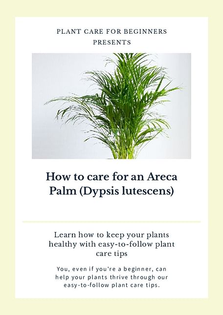 How to care for an Areca Palm (Dypsis lutescens)