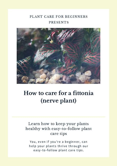 How to care for a fittonia (nerve plant)