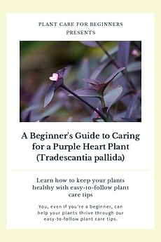 A Beginner's Guide to Caring for a Purple Heart Plant (Tradescantia pallida)