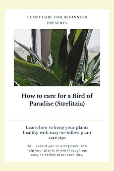 How to care for a Bird of Paradise (Strelitzia)
