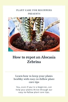 How to repot an Alocasia Zebrina