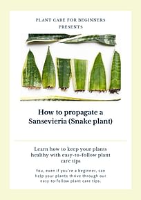 How to propagate a Sansevieria (Snake plant)