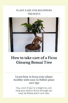 How to take care of a Ficus Ginseng Bonsai Tree