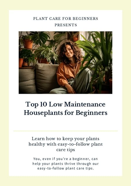Top 10 Low Maintenance Houseplants for Beginners