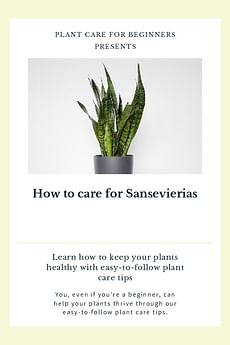 How to care for Sansevierias