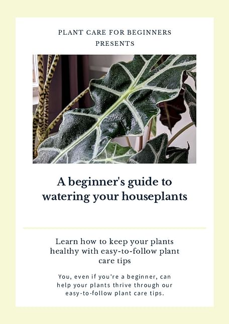 A beginner's guide to watering your houseplants