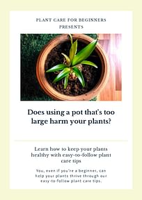 Does using a pot that's too large harm your plants?