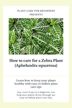 How to care for a Zebra Plant (Aphelandra squarrosa)