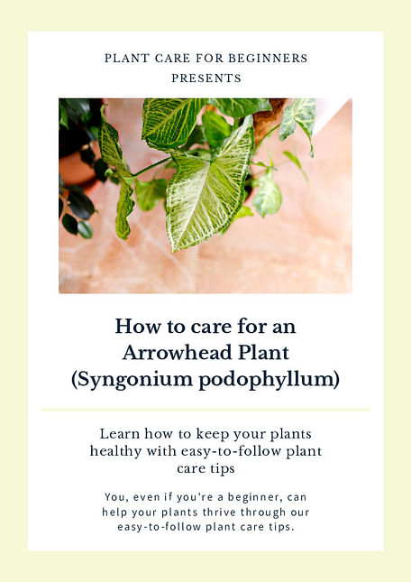 How to care for an Arrowhead Plant (Syngonium podophyllum)