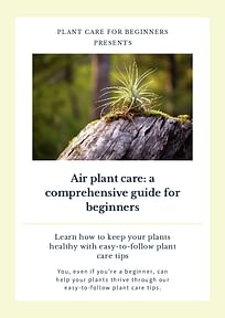 Air plant care: a comprehensive guide for beginners